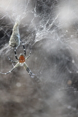 Cyrtophora moluccensis