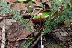 Blechnum zeelandicum
