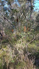 Banksia paludosa