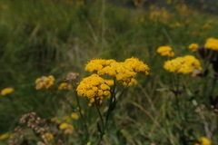 Nidorella auriculata