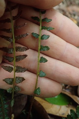 Blechnum zeelandicum