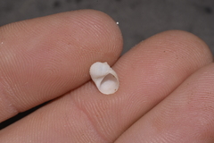 Vanikoro sigaretiformis