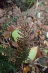 Blechnum zeelandicum