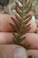 Blechnum zeelandicum