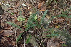 Blechnum zeelandicum