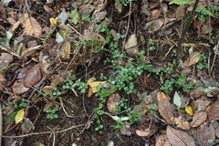 Australina pusilla pusilla