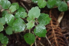 Australina pusilla pusilla