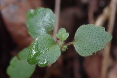 Australina pusilla pusilla