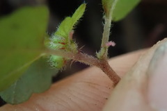 Australina pusilla pusilla