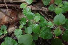 Australina pusilla pusilla