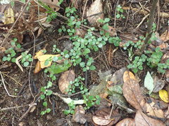 Australina pusilla pusilla