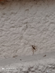 Zygiella x-notata