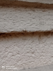 Zygiella x-notata