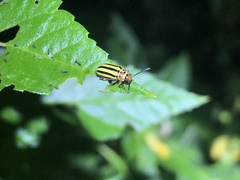 Disonycha spilotrachela