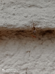 Zygiella x-notata