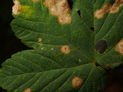 Drisina glutinosa