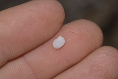 Vanikoro sigaretiformis