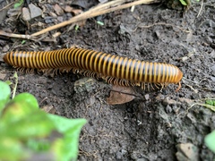 Rhinocricidae