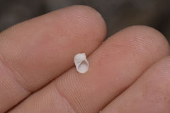 Vanikoro sigaretiformis