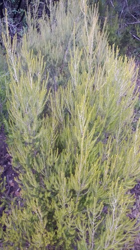 Avistamiento Erica arborea