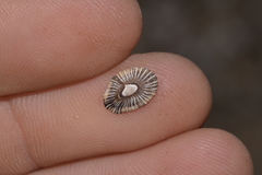 Siphonaria funiculata