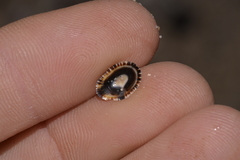 Siphonaria funiculata