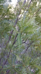 Pseudosmodingium andrieuxii