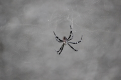 Cyrtophora moluccensis