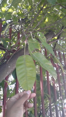 Ficus citrifolia