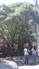 Ficus citrifolia
