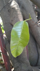 Ficus citrifolia