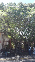 Ficus citrifolia