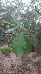 Quercus canariensis