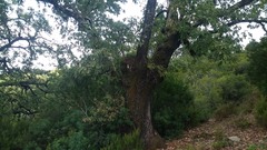 Quercus canariensis