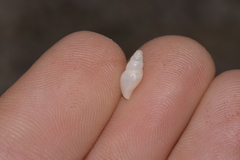 Guraleus tasmanicus