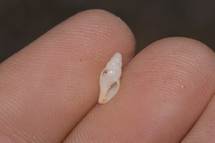 Guraleus tasmanicus