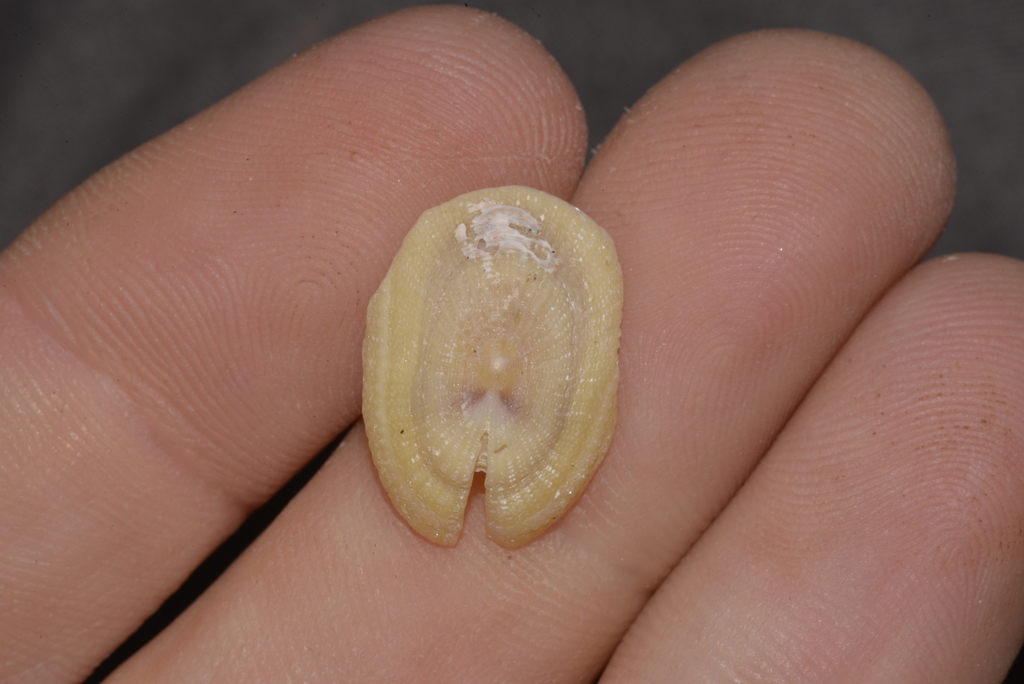 Emarginella incisura