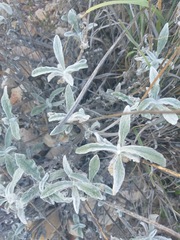 Froelichia xantusii