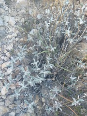 Froelichia xantusii