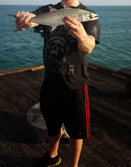 Scomberomorus maculatus