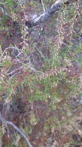 Avistamiento Calluna vulgaris