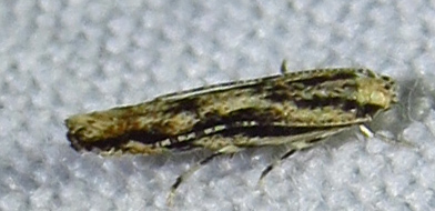 Lined Melanocinclis Moth