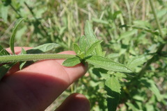 Nidorella auriculata
