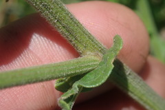 Nidorella auriculata