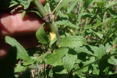 Nidorella auriculata
