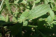 Nidorella auriculata