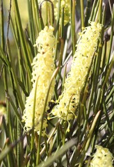 Grevillea didymobotrya