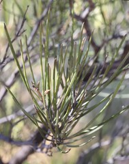 Grevillea didymobotrya