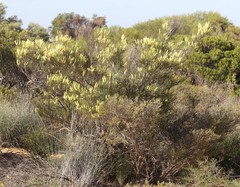Grevillea didymobotrya