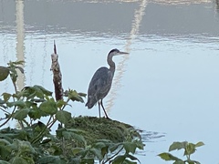 Ardea herodias